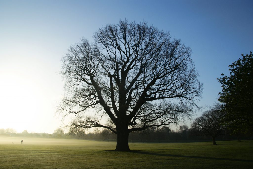 Does Car Insurance Cover Tree Damage