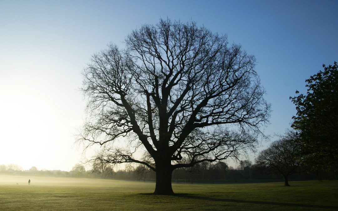 Does car insurance cover tree damage?